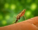 Mygg som suger blod, en påminnelse om behovet av malaria vaccin.