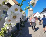 Vackra stockrosor blommar längs en kullerstensgata där en grupp människor följer med på guidade turer i en svensk stad.