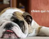 Gros plan sur un bouledogue endormi, la langue sortie, un vrai chien qui ronfle.