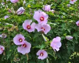Hibiskus ogrodowy: Jak przycinać, by kwitł obficie? Poradnik