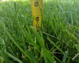 A yellow measuring tape shows the kentucky bluegrass mowing height is around 4.5 inches.