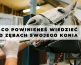Co koń ma w pysku? Zęby, anatomia, problemy Kompletny przewodnik.
