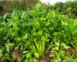 Un beau champ de céleri frais, prêt à être récolté. La saison du céleri est à son apogée, offrant des légumes croquants et savoureux.