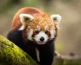 Ein niedlicher Roter Panda leckt sich die Zunge im Zoo Lissabon.