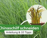 Anleitung zum Chinaschilf schneiden: Ein Kreis zeigt, wie man das Gras auf 8-12 cm zurückschneidet.