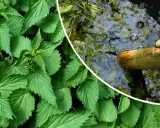 Orties vertes et un seau d'eau avec une branche, pour apprendre comment utiliser le purin d'ortie.