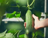 Main verte, une main cueille un concombre mûr, témoignant de l'évolution de la plante concombre dans un jardin.