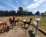 Alpaka Ranch Ruhner Berge: Ihr Guide für magische Momente