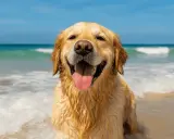 Golden retriever felice in acqua, con la lingua fuori. Chissà a quanti mesi posso portare il cane al mare per godersi questa gioia!