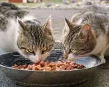 Dos gatos atigrados disfrutan de un festín de comida húmeda en un plato. ¡Qué bien que les gusten las chuches animal!