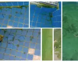La piscina está cubierta de algas verdes, cubriendo las baldosas azules y el fondo.