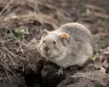 Un rat taupier, petit rongeur au pelage gris, émerge de son terrier au milieu de feuilles mortes et de brindilles.