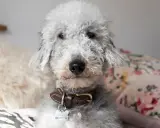 Uroczy pies rasy Bedlington Terrier z kręconą, szarą sierścią. Zastanawiasz się, ile żyje pies z padaczką?