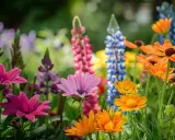 Un joyeux mélange de fleurs colorées, parfaites pour une jardinière : marguerites roses, lupins bleus et roses, et des fleurs orange vif.