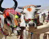 Zwei festlich geschmückte Rinder auf einem Markt, bereit für das Eid al-Adha. Ein Mann mit Kopftuch kümmert sich um die Tiere.