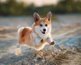 Un adorable corgi nain saute joyeusement sur le sable, ses pattes en l'air, le soleil couchant illuminant son pelage roux et blanc.
