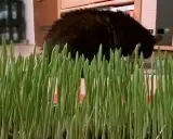 Frisch gezogenes Katzengras, bereit für die Samtpfote. So einfach ist Katzengras selber ziehen!