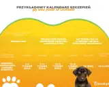 Kalendarz szczepień psa: pierwsze szczepienie szczeniaka, dawki, wścieklizna, choroby.