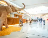 Elefante, cebra y otros animales en exhibición, ideal para actividades niños Granada gratis. Familias observan la exposición.