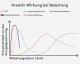 Diagramm zeigt, was bewirkt Kreatin: Kreatinphosphat liefert kurzfristig Energie, gefolgt von anaerober und aerober Glykolyse sowie Fettsäureoxidation bei längerer Belastung.
