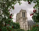 Katedra Notre Dame, otoczona kwitnącymi różami, w tle rusztowania i dźwigi.