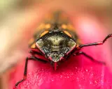 Niesamowite makro: co to za owad? Widok z bliska na głowę i nogi pluskwiaka z kroplami rosy na różowym kwiecie.