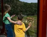 Kinder bestaunen Löwen im Selwo Aventura. Ein Mädchen zeigt auf die Tiere, während ein Junge fasziniert zuschaut.