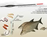 Ilustracja przedstawia zestaw wędkarski na leszcza: spławik, obciążenie, rurkę antysplątaniową, haczyk z przynętą (dendrobeny, białe robaki) i ryby.