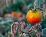 A single ripe tomato hangs on a branch, surrounded by wilted leaves. This image raises the question: can tomato plants get too much sun?