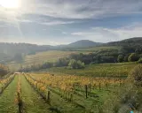 Vignoble doré sous un ciel nuageux, paysage vallonné aux couleurs d'automne. On dirait la petite Sibérie, mais avec du vin.
