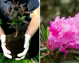 Mains gantées tenant un jeune plant prêt à planter un rhododendron. À côté, une fleur de rhododendron rose éclatante.