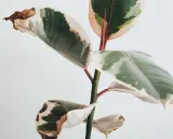 En ficus med gröna, vita och rosa blad. Några bruna blad visar tecken på att torka ut.