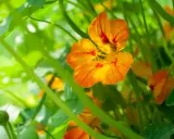 Fleurs de capucines aux couleurs vives, éclatantes de soleil, prêtes à égayer le jardin.