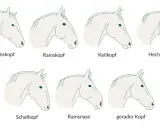 Illustrationen verschiedener Pferdekopfprofile: Schweinskopf, Ramskopf, Keilkopf, Hechtkopf, Schafkopf, Ramsnase, gerader Kopf. Die richtige Kopfhaltung pferd ist wichtig.