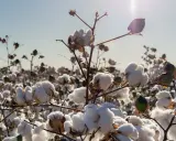 Campo di cotone maturo, con soffici fiocchi bianchi che promettono preziose fibre naturali vegetali.