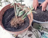 Hände arbeiten an einem Olivenbaum umtopfen. Der Baum steht in einem braunen Topf, daneben frische Erde in einer Schüssel und Gartengeräte.