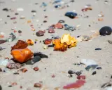 Kilka kawałków bursztynu o różnych odcieniach żółci i brązu leży na piaszczystej plaży wśród mokrych kamyków.