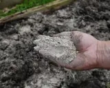 Dłoń trzyma popiół drzewny, który posłuży jako nawóz pod tuje.