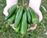 Hands cradle a bountiful harvest of fresh, green pepper plants, glistening in the sunlight.