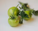 Tre omogna, gröna tomater hänger på en gren med blad. De ser ut som små, romantica tomater som väntar på att mogna.