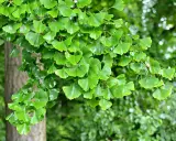 Rameau d'un arbre de ginkgo biloba, ses feuilles vertes en forme d'éventail créent une belle plantation.