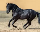 Schwarzes Pferd mit wallender Mähne galoppiert nicht an, sondern hebt kraftvoll die Hufe im Sand.