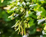 Rameau de tilleul avec ses feuilles vertes et ses fruits, rappelant l'infusion de tilleul et ses possibles effets secondaires.