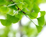 Liście miłorzębu japońskiego (ginkgo biloba) na co dzień kojarzone z poprawą pamięci i krążenia.