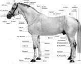 Jak wygląda koń? Anatomia, maści, odmiany i sekrety wzroku.