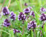 Fleurs de thym sauvage, source de l'huile essentielle thym linalol, dans un champ verdoyant.