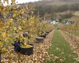 Récolte de fruits verts sur un kiwi arbre, des travailleurs remplissent des seaux tandis que des tracteurs attendent au fond.