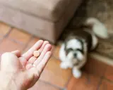 Do kiedy tabletki na kleszcze dla psa? Prawda o całorocznej ochronie