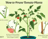Illustration showing how to prune tomato plants, including locating and pinching off suckers for healthier growth.