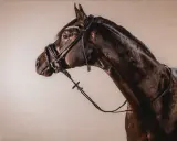 Dunkles Pferd mit elegantem Reithalfter, verziert mit Strasssteinen. Verschiedene Reithalfter Arten sind für unterschiedliche Zwecke erhältlich.